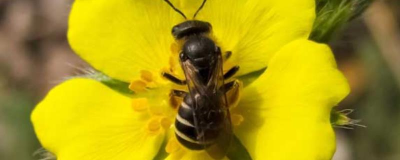 蜜蜂冬天怎么喂养才安全，饲料怎样选择
