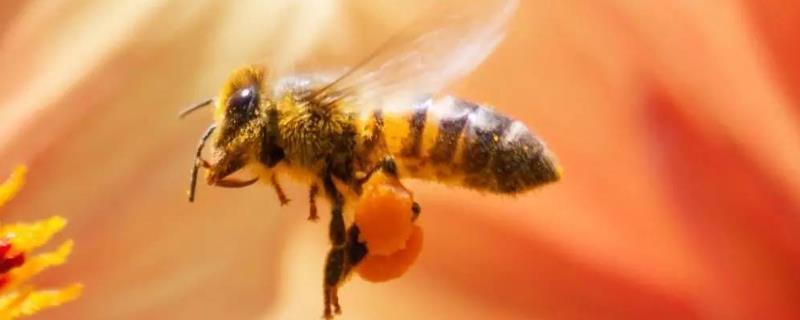 意大利蜂的生活习性，意大利蜂的分蜂性强吗