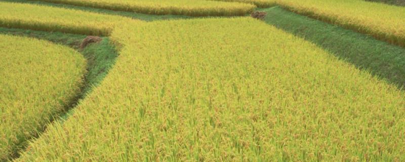 防除东北稻区翻耕直播稻田杂草的化学技术，附其杂草种群