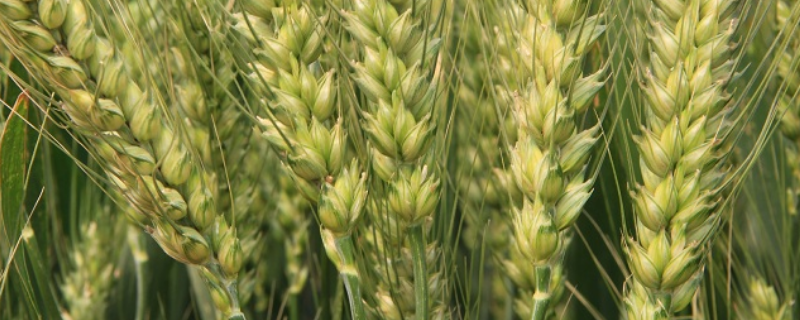高麦6号小麦的品种介绍，附品种特性和栽培要点