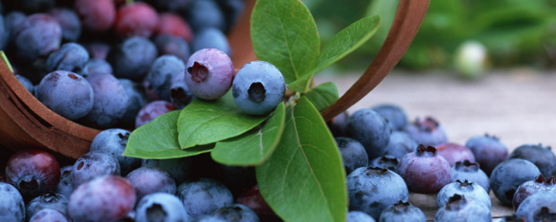 蓝莓通常在何时种植，蓝莓有哪些药用价值