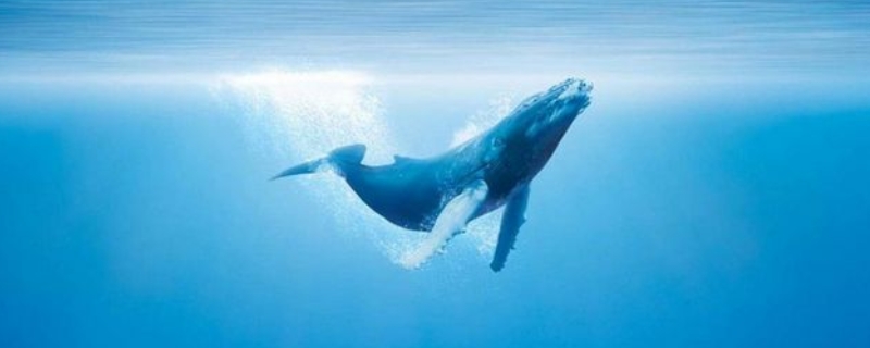 鲸鱼通过什么方式进行繁殖，它们如何交配繁殖，有多少种类