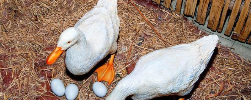蛋鸭养殖密度是多少，有什么养殖方法