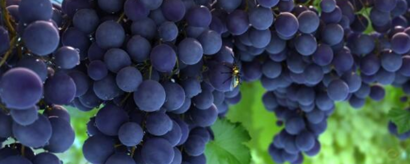 葡萄可以种植在家中庭院吗，适合什么时候种，怎样种植
