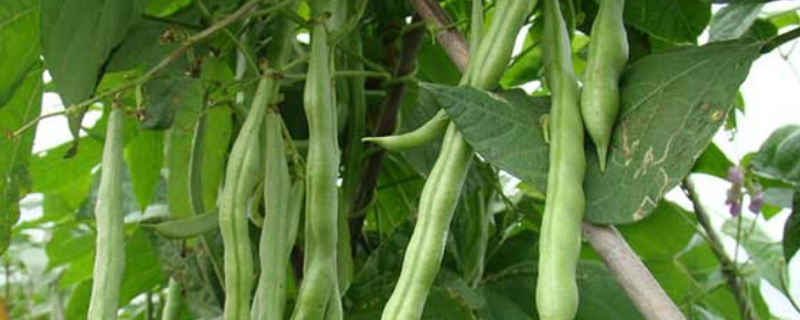 未炒熟的四季豆吃了会中毒吗，不能和哪些食物一起吃