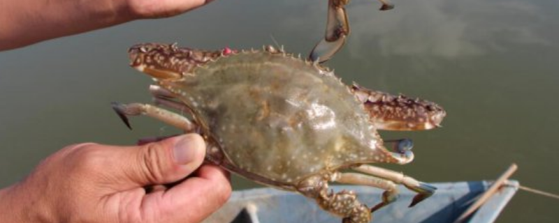 几月份的莱州梭子蟹最肥，吃梭子蟹有什么禁忌