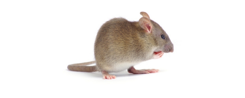 老鼠的尾巴可以起到什么作用，老鼠的生活习性如何