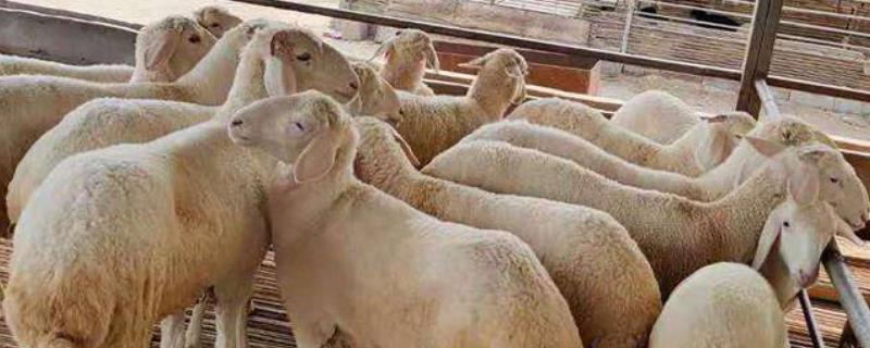 绵羊的养殖成本和利润，怎样建造养殖场，注意事项有哪些