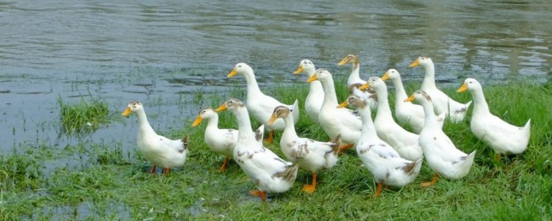 春季养鸭哪些地方需要格外注意，养鸭的成本怎样
