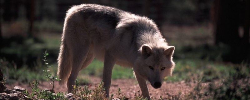狼一般以哪些食物为主食，主要有哪些品种