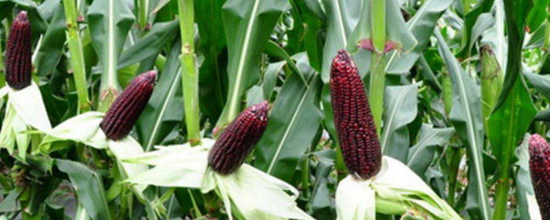 鉴别真假黑玉米有什么方法，黑玉米的品种有哪些