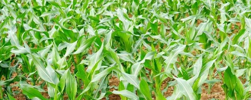 水稻和玉米高温热害的防治措施，附玉米人工授粉方法