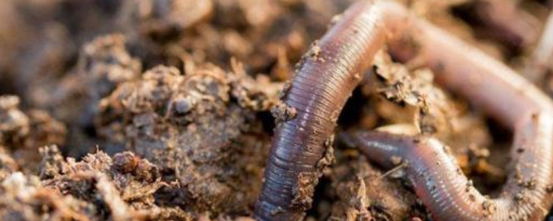 蚯蚓每小时能爬多少米，蚯蚓病虫害怎么治疗