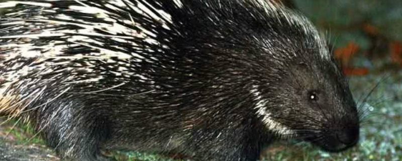 野生豪猪身上的毛有哪些用处，附豪猪的栖息环境和繁殖方式