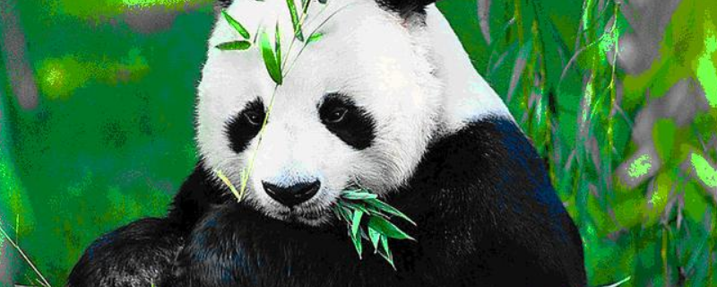旅美大熊猫回国是因为什么，这些熊猫会回哪里