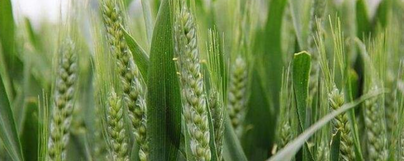 关于齐民6号小麦种的介绍，齐民6号小麦种植有什么技术要点