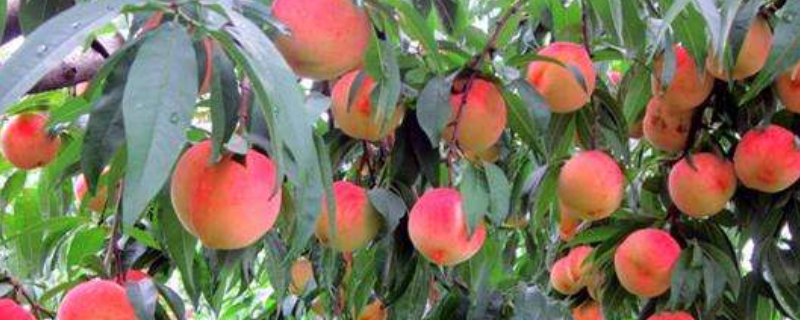 桃树该怎么种植，适合种植桃树的有哪些地区