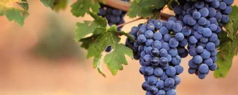 佳美娜葡萄品种有哪些特点，制成葡萄酒怎么样
