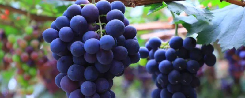 怎样种植葡萄里面的籽，葡萄富含哪些营养物质