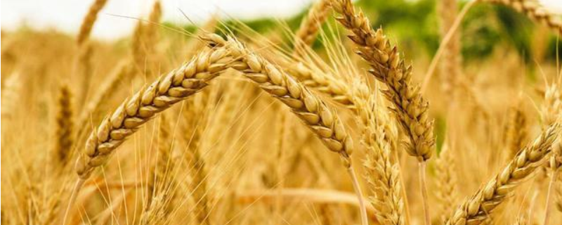小麦原种和良种有什么不同，小麦怎么栽培才能获得高产