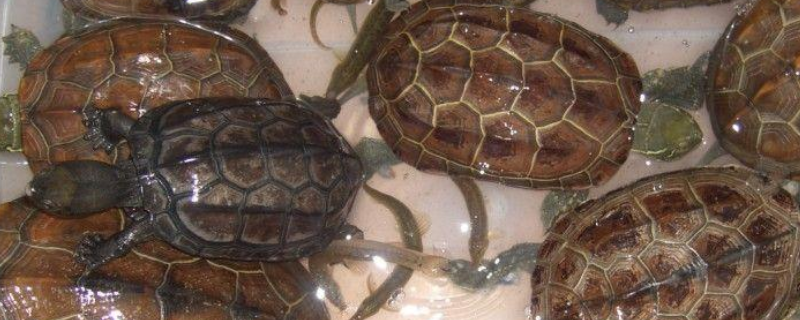 母草龟和公草龟有什么不同，关于草龟的介绍