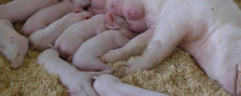 哺乳母猪一天需要吃多少料，附哺乳母猪的饲养管理