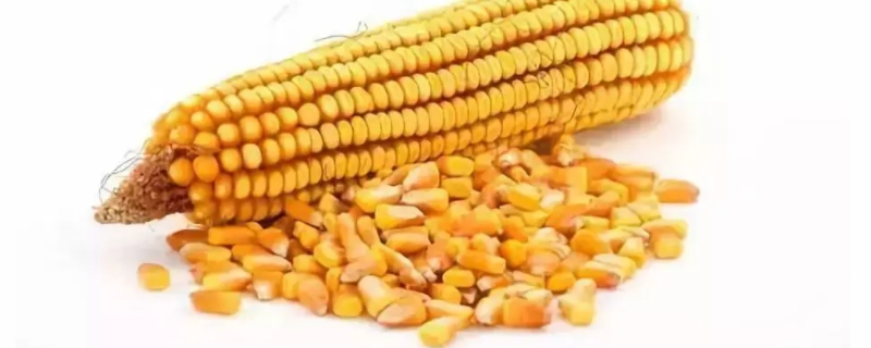 龙高l2玉米种子基本介绍，有哪些品种特征和优势