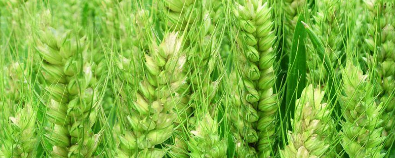 什么是周麦27品种，它的形态特征和产量怎么样