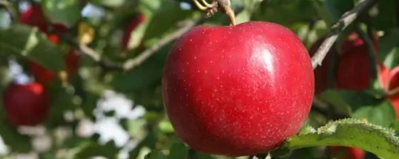 什么地方比较适合苹果树的生长，苹果树施钙肥技巧