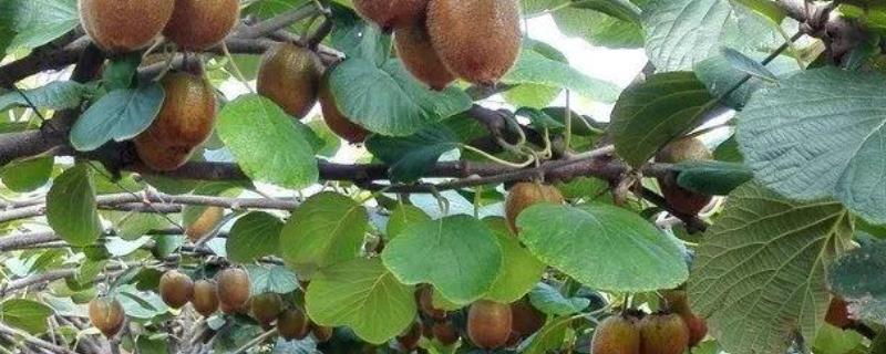 猕猴桃的种植时间，安全越夏措施有哪些