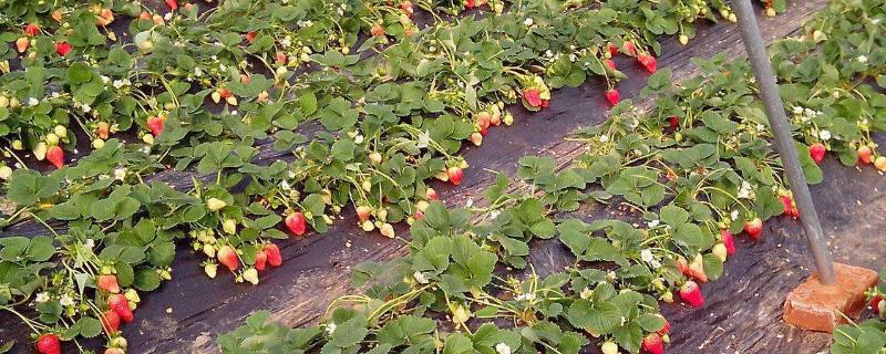 草莓播种到结果所需时间，何时种植，附种植技术