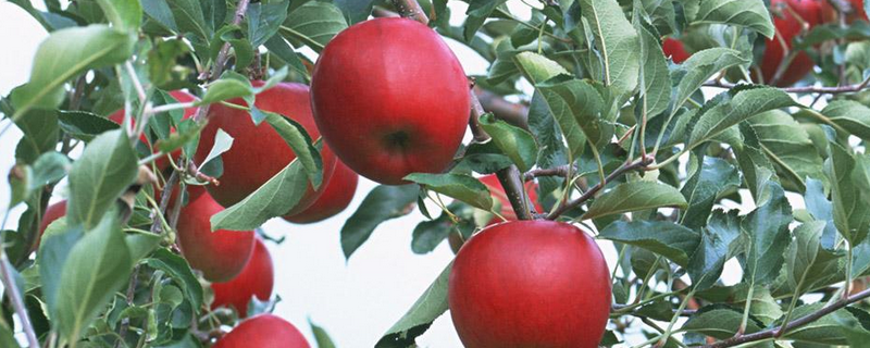 苹果要怎样种才能有好的收成,采收要注意哪些要点