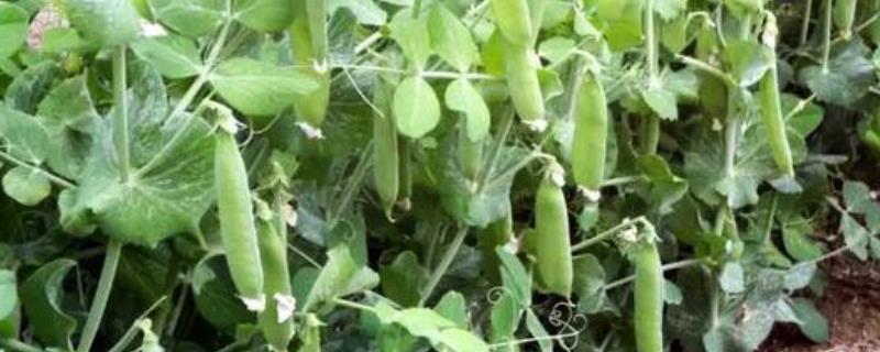 豌豆的种植时间，附病虫害防治方法
