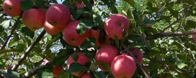 苹果树的种子传播途径是什么，有什么栽培条件