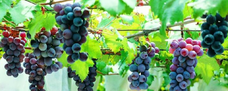 葡萄在什么季节成熟，栽培的自然条件是什么