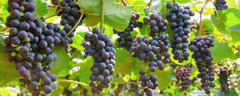 关于红高峰葡萄品种的介绍，什么葡萄最有栽培前景