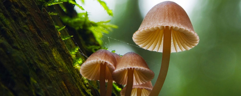 蘑菇有什么传播种子的途径，蘑菇对生长环境的要求是什么