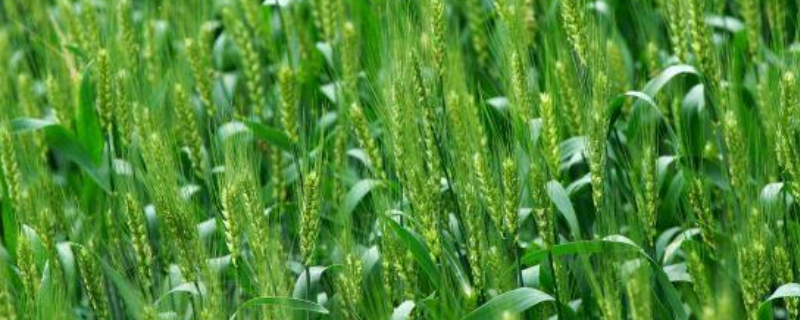 小麦底肥配比是多少，要怎么施肥