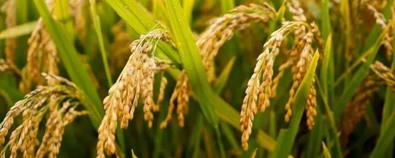 稻谷传播种子靠什么，附稻谷的分布范围