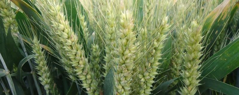红地95小麦品种简介，附其种植要点
