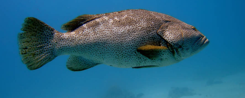 冷冻的石斑鱼能不能清蒸，石斑鱼怎么做好吃