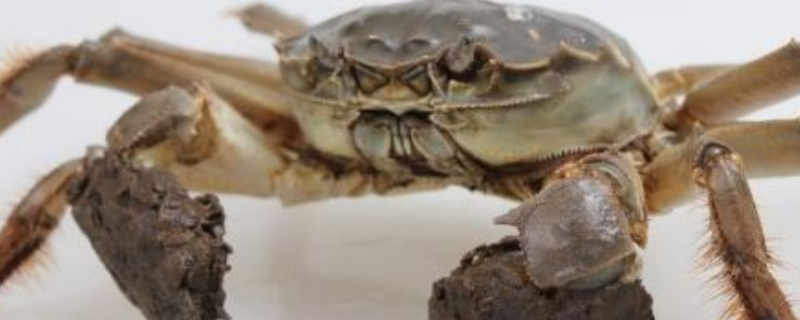 死了的大闸蟹还可以吃吗，辨别大闸蟹死没死的方法