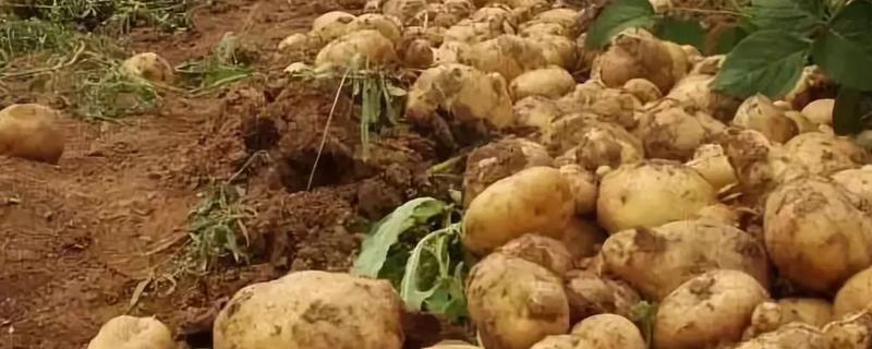 土豆高产种植技术要点，掌握这四点非常重要