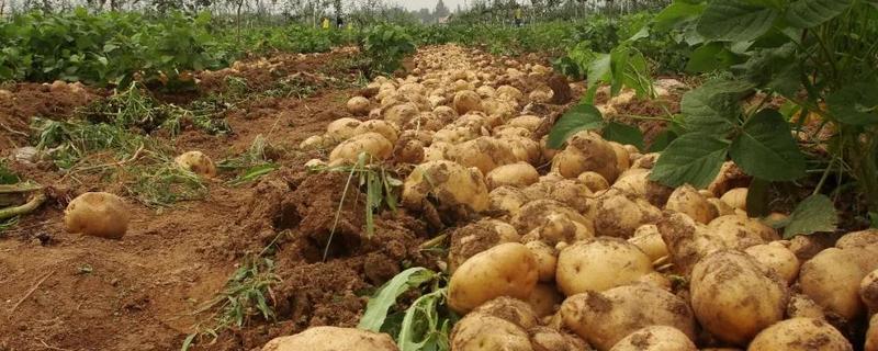土豆高产种植技术要点，掌握这五点非常重要