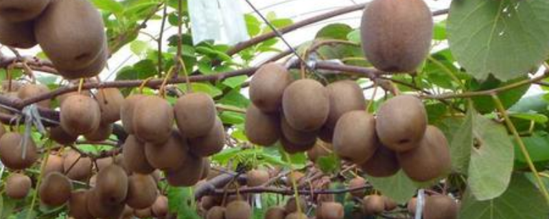 猕猴桃树开花结果的时间需要，病虫害该怎么防治