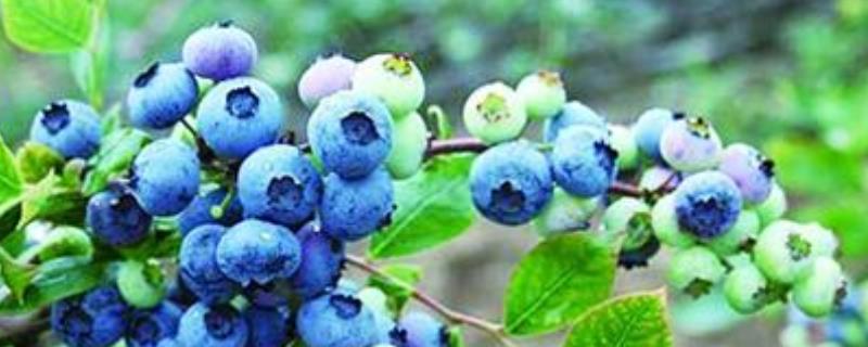 盆栽蓝莓开花结果需要几年，怎样养护