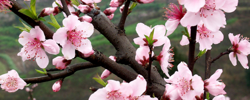 桃花要种植几年才能结果，一般几月份结果