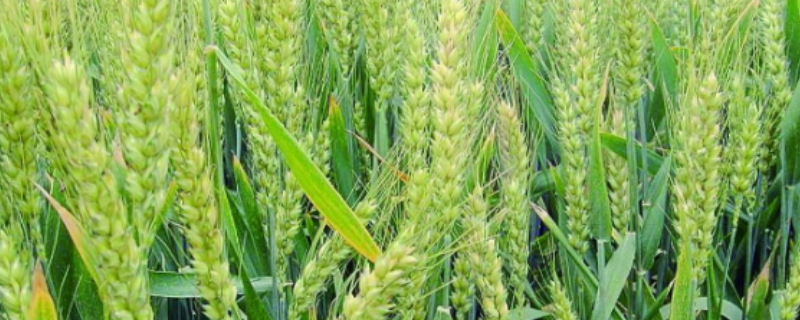 华成3366小麦品种介绍，有怎样的产量表现