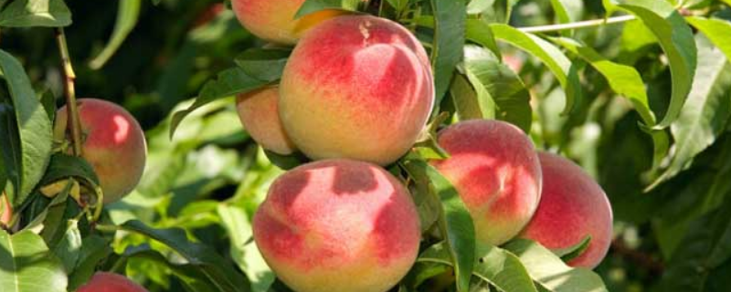 桃子结果需要几年，常见品种有哪些