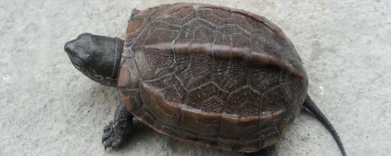草龟和石龟有什么不同，附养殖乌龟的注意事项